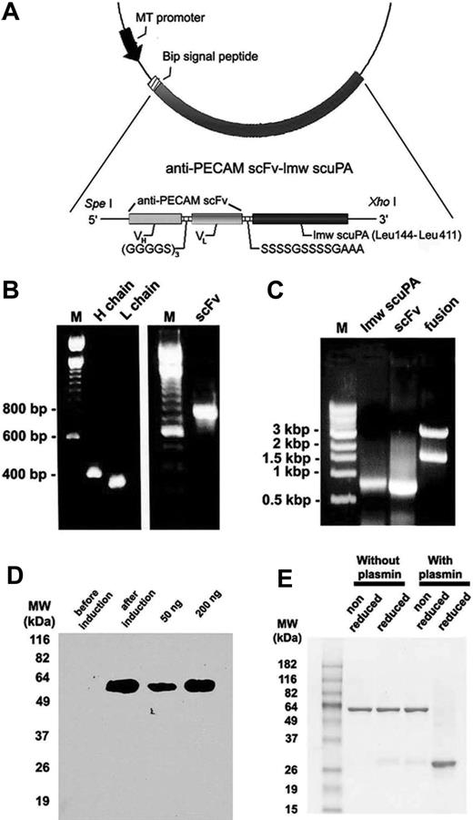 Figure 1. Molecular design, expression, and characterization of anti-PECAM scFv-lmw scuPA. (A) Schematic diagram describing the cloning strategy for the fusion construct pMT-BD1. Variable domains of heavy chain and light chain were linked by a (Gly4Ser)3 linker and then fused to the N-terminus of lmw-scuPA by a (Ser4Gly)2Ala3 linker. (B) Variable domains of heavy chain (H chain) and light chain (L chain) of P-390 were amplified and assembled into full-length scFv. M indicates DNA standards. (C) Lmw-scuPA and anti-PECAM scFv were ligated and cloned into SpeI and XhoI sites of the pMT expression vector. XhoI and SpeI digestion of the fusion construct (fusion). (D) Western blot analysis of 40 μL culture medium alone or after induction by 0.5 mM CuSO4. Purified fusion protein (50 ng and 200 ng) was blotted to compare expression levels. (E) Four percent to 12% gradient SDS-PAGE of purified fusion protein with or without plasmin treatment under unreduced or reduced conditions.