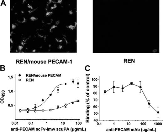 Figure 2. Specific binding of scFv-uPA fusion protein to cells expressing mouse PECAM. (A) FITC-streptavidin staining of REN/PECAM (left) versus control REN (right) cells after incubation with biotinylated anti-PECAM scFv-scuPA (original magnification × 40). (B) ELISA: binding of anti-PECAM scFv-uPA to REN/PECAM (•) versus REN (○) cells. (C) ELISA: inhibition of binding of fusion protein to REN/PECAM cells by parental anti-PECAM IgG mAb 390. Error bars indicate standard error of the mean (SEM).