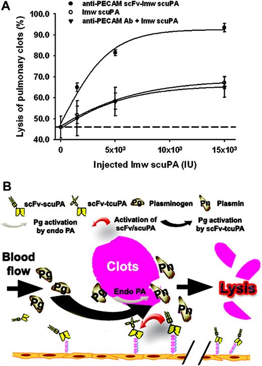 Figure 6. Accumulation of fusion protein in pulmonary vasculature facilitates local fibrinolysis. (A) Dose-response curve of pulmonary thrombolysis. Dissolution of 125I-labeled microemboli lodged in mouse pulmonary vasculature by bolus injection of 300, 100, and 30 μg fusion protein, the equivalent amounts of lmw-scuPA (150, 50, and 15 μg) versus a mixture of lmw-scuPA and parental antibody, respectively. Thrombolytic potency was expressed as the percentage of lysis versus the dose administered. Interrupted line indicates spontaneous lysis. Error bars indicate SEM. (B) Simplified model of a proposed strategy for thromboprophylaxis using vascular immunotargeting of genetically engineered anti-PECAM scFv-uPA fusion protein. Anti-PECAM scFv-uPA circulates in a form of a prodrug, single-chain uPA, binds to PECAM-1, and remains anchored on the luminal surface of endothelium for at least several hours. In situ thrombosis or embolism induces initial local conversion of plasminogen (Pg) into plasmin (Pn) by endogenous plasminogen activators (Endo-PA). Plasmin (and perhaps other enzymes) formed in the vicinity of the clot converts the endothelium-bound scFv-scuPA into enzymatically active tcuPA (Figure 3A), which in turn amplifies local formation of plasmin, reinforcing local thrombolysis, preventing clot extension and reocclusion.