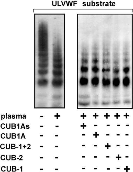 Figure 3. Neither recombinant CUB domains nor a CUB-1 synthetic peptide inhibit the cleavage of ULVWF under static conditions. ULVWF was incubated with barium-treated plasma in the presence of recombinant polypeptides (CUB-1, CUB-2, and CUB-1+2) or synthetic peptide (CUB1A) or its scrambled form (CUB1As) for 24 hours in the presence of 1.5 M urea. The cleavage of ULVWF was then assessed by 1% agarose gel electrophoresis and immunoblotting. Plasma ADAMTS13 cleaved the ULVWF multimers and the cleavage was not affected by pretreatment of plasma with any of the CUB polypeptides or synthetic peptides. The figure is representative of 3 separate experiments.