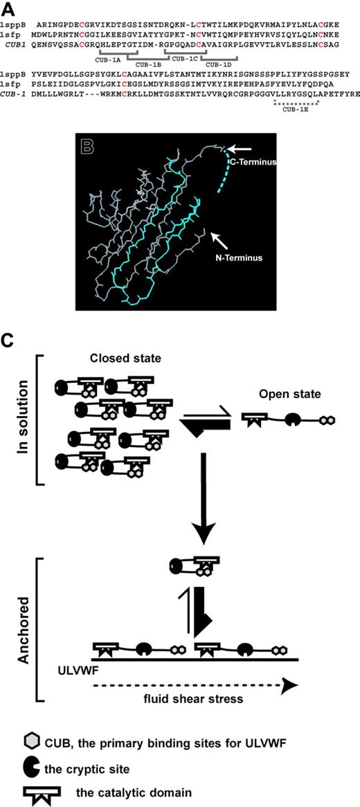 Figure 7. A model of 2-site binding of ADAMTS13 to ULVWF. (A) Alignments of the sequences of the CUB-1 domain of ADAMTS13 and the CUB domains of 2 spermadhesins. (B) Four of the 5 peptides were located in the third and fourth β-strands of the CUB fold, indicating that this region is involved in binding ULVWF. One peptide was derived from the C-terminus that potentially interacts with the third and fourth β-strands. (C) A 2-site model of ADAMTS13 binding to ULVWF. ADAMTS13 exists in plasma in open and closed states that are in equilibrium, with the closed state being the dominant form. The binding of ADAMTS13 through its CUB-1 domain to ULVWF anchored to the surface of endothelial cells is facilitated by fluid shear stress. Once bound, ADAMTS13 assumes the open conformation that exposes the second cryptic binding site to stabilize the interaction with ULVWF.