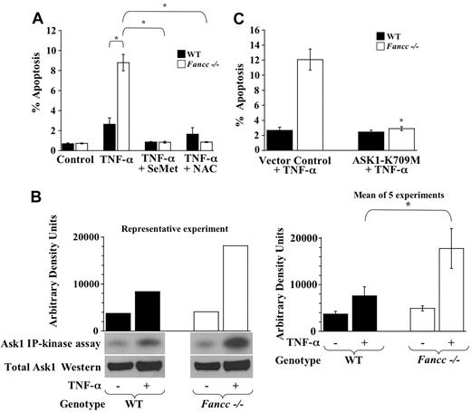 Figure 1. TNF-α hypersensitivity of Fancc-/- MEFs is Ask1 dependent. (A) Antioxidants and MEF apoptosis assays. WT and Fancc-/- MEFs were grown in normal conditions, pretreated with 20 μM SeMet, or pretreated with 4 mM NAC before 50 ng/mL TNF-α treatment. Apoptosis was analyzed 24 hours after TNF-α treatment using TUNEL assay. For each experiment, at least 100 cells were evaluated (Hoechst+) to determine the percentage of apoptotic cells (TUNEL+) in each condition (n = 3; *P ≤ .002). (B) Ask1 in vitro kinase assays. Ask1 kinase activity was evaluated in WT and Fancc-/- MEFs after treatment with 50 ng/mL TNF-α. Ask1 immunoprecipitations were subjected to an in vitro kinase reaction, as described. Autoradiography of Ask1 kinase assays, densitometry analyses, and Western blots for total Ask1 are shown. Data in the left panel are representative of 5 independent experiments. The graph on the right depicts the mean arbitrary density units from the 5 experiments (*P < .001). (C) Dominant-negative Ask1 studies. WT and Fancc-/- MEFs were transduced with a retrovirus encoding a catalytically inactive, dominant-negative Ask1 (Ask1-K709M) or vector control. Transduced MEFs were treated with 50 ng/mL TNF-α for 24 hours before evaluating apoptosis by the TUNEL assay (TMR-red+). The percentage of apoptotic cells was calculated by dividing EGFP+TMR-red+ cells by total EGFP+ cells for each condition. At least 100 cells were scored per condition per experiment (n = 3; *P < .01) compared with vector control + TNF-α. Data shown represent the mean of multiple experiments, and error bars represent the SD.