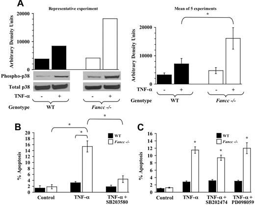 Figure 2. TNF-α hypersensitivity of Fancc-/- MEFs is p38 dependent. (A) p38 activity. WT and Fancc-/- MEFs were treated with 50 ng/mL TNF-α before assaying p38 activity by Western blot analysis using a phospho-specific p38 antibody. Western blots for phosphorylated p38 and total p38 are shown, as is densitometry analysis of phosphorylated p38. Data in the left panel are representative of 5 independent experiments. The graph on the right depicts the mean arbitrary density units from the 5 experiments (*P < .001). (B) p38 inhibitor and MEF apoptosis assays. WT and Fancc-/- MEFs were grown in normal conditions or were pretreated with the p38 inhibitor SB203580 before 50 ng/mL TNF-α treatment. Apoptosis was analyzed by TUNEL as previously described (n = 6; *P ≤ .001). (C) Control inhibitors and MEF apoptosis assays. WT and Fancc-/- MEFs were grown in normal conditions or pretreated with the SB203580 structural analog SB202474 or the MEK inhibitor PD098059 before 50 ng/mL TNF-α exposure for 24 hours. Apoptosis was analyzed by TUNEL, as previously described (n = 3; *P ≤ .003), compared with Fancc-/- control. Data shown represent the mean of multiple experiments, and error bars represent the SD.