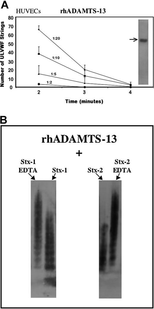 Figure 7. rhADAMTS13. (A) Cleavage of ULVWF-platelet strings by dilutions of rhADAMTS13. HUVECs were stimulated with histamine (20 mM) for 10 minutes and exposed to normal human platelets under flow. The ULVWF-platelet strings that formed were then cleaved over the course of 4 minutes by different dilutions of added rhADAMTS13 (n = 2-6 at each dilution). (Inset) Arrow shows rhADAMTS13 band in the gel lane at approximately 160 Mr, detected by anti-His tag antibody. (B) Neither Stx-1 nor Stx-2 inhibits the rhADAMTS13 cleavage of large or unusually large VWF forms under static nonphysiologic conditions. Inhibition of cleavage was observed under these conditions only if the known ADAMTS13 inhibitor, EDTA (1 mM), was also present. VWF enriched in ULVWF, derived from cultured HUVEC supernatant, was incubated with rhADAMTS13 for 24 hours in the presence of BaCl2 and urea, and 10 nM of either Stx-1 or Stx-2; VWF multimers were displayed as described in Figure 2(n = 3).