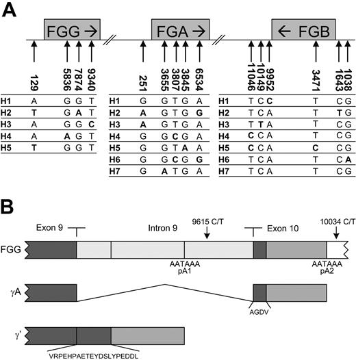 Figure 1. Haplotype structure of the fibrinogen gene cluster. (A) Haplotypes and typed htSNPs of the fibrinogen gene cluster. Numbering is according to Seattle-SNPs.8 The numbering of the haplotypes in the 3 genes is arbitrary. (B) Alternative mRNA processing of γ chain mRNA. The γA chain is translated from mRNA in which all 9 introns of the pre-mRNA were removed and polyadenylation occurred downstream of exon 10 at polyadenylation site 2 (pA2). In contrast, the γ′ chain arises from alternative processing of the FGG pre-mRNA. Intron 9 is not removed, and polyadenylation occurs at an alternative site located in this intron at polyadenylation site 1 (pA1). This leads to the translation of a polypeptide with a unique 20-amino acid extension encoded by intron 9 substituted for the carboxyl terminal 4 amino acids of the γ chain encoded by exon 10.21,22 This variant chain comprises approximately 7% to 15% of the fibrinogen γ chain found in plasma.10 Nearly all the γ′ protein occurs in vivo as a heterodimer with the γA variant in which one D region contains a γ′ carboxyl terminus and the other a γA carboxyl terminus (γA/γ′ fibrinogen).23 SNPs 9615C>T and 10034C>T are specific for haplotype 2 of FGG.