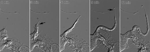 Figure 1. Video-enhanced differential-interference-contrast microscopy showing a representative proplatelet elongating from a mouse megakaryocyte. By 3 minutes (arrow), the initial broad pseudopodia has converted into a proplatelet process that continues to lengthen and reduce its diameter at the proplatelet tip (arrow at 9 minutes). Proplatelets elongate at an average rate of 0.85 ± 0.24 μm/min (n = 77). Bar, 5 μm. See Movie S1.