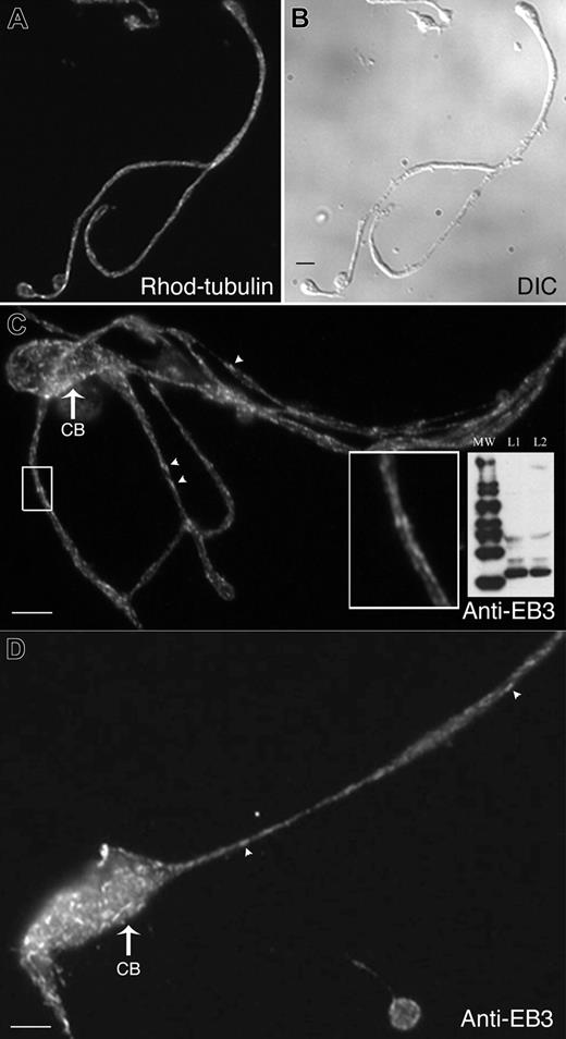 Figure 2. Localization of microtubule plus-ends in proplatelets. (A-B) Megakaryocytes extending proplatelets were permeabilized with Triton X-100 and incubated with TRITC (tetramethylrhodamine-isothiocyanate)–tubulin as described in “Materials and methods.” (A) Fluorescence micrograph showing a permeabilized proplatelet after incubation with rhodamine-tubulin for 4 minutes. TRITC-tubulin incorporates into specific foci along the length of the proplatelet. Bar, 4 μm. (B) Differential-interference-contrast micrograph of cell labeled in panel A. (C-D) Anti-EB3 immunofluorescent labeling of a proplatelet-containing megakaryocyte. EB3 staining (arrowheads label cometlike dashes) is dispersed along proplatelets and is abundant in the cell bodies (CB) but is not found in a radial pattern (compare with preproplatelet megakaryocytes in Figure 5). The boxed region in panel C shows a high-magnification view of the comets. Bars, 4 μm. (C, inset) The immunoblot shows that anti-EB3 antibodies recognize a 36-kDa polypeptide in both (L1) preproplatelet megakaryocytes and (L2) proplatelet-containing megakaryocytes. MW lane indicates molecular weight protein ladder.