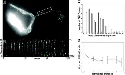 Figure 3. EB3-GFP movements in proplatelet-producing megakaryocytes. (A) First frame from a time-lapse movie of a live megakaryocyte expressing EB3-GFP (Movie S2). The cell body is at the left of the micrograph. EB3-GFP labels growing microtubule plus-ends in a characteristic “comet” staining pattern (arrowheads) that has a bright front and dim tail. Moving comets are found along the proplatelets as well as in the megakaryocyte cell body. The scale bar is 5 μm. (B) Kymograph of the boxed region in panel A. Images are every 5 seconds. EB3-GFP comets undergo bidirectional movements in proplatelets. Some EB3-GFP comets move tipward and are highlighted in green; others that move toward the cell body are highlighted in red. (C) Comparison of the velocity distribution of comets moving in proplatelets (white bars) with those emanating from the centrosome of preproplatelet megakaryocytes (dark bars). The average rate of comet movement in the preproplatelet megakaryocytes was 10.2 ± 0.77 μm/min and the rates of movement were tightly grouped (8.9-12.3 μm/min). EB3 movements in proplatelets, however, are apparently bimodal with distinct populations moving slower and faster than those of the preproplatelet megakaryocytes. (D) EB3-GFP comets were distributed throughout the proplatelet. Proplatelets were divided into 10 segments (tip = 0, cell body = 9) and the number of GFP-EB3 comets in each was determined. The length of the evaluated proplatelet was 28 μm. Error bars indicate standard deviation
