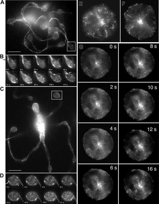 Figure 4. EB3-GFP comet movements in living megakaryocytes. (A-D) EB3-GFP comet movements within the tips of proplatelets. (A) First frame of a time-lapse sequence shown in Movie S3. (C) First frame of a time-lapse sequence shown in Movie S4. (B,D) Kymograph of EB3 around proplatelet tips. In the first example, EB3-GFP comets enter the proplatelet tip, circle its periphery, and then reenter the shaft of the proplatelet. Images are every 5 seconds. In the second example, EB3-GFP comets move around the periphery of the tip in both directions (arrowhead highlights clockwise movement; arrow highlights counterclockwise movement). Images are every 2 seconds. Comets also move into the tip on microtubules that end abruptly. The scale bar represents 5 μm. (E-G) Location and dynamics of microtubule plus-ends in representative preproplatelet megakaryocytes. (E-F) Anti-EB3 immunofluorescence of preproplatelet-megakaryocytes. Cells at this stage of maturation have a radial array of microtubules that emanates from the centrosome. EB3-GFP comets concentrate near the centrosome and are on the plus-ends of microtubules that radiate outward. Field width, 20 μm. (G) Dynamics of EB3-GFP comets in a megakaryocyte lacking proplatelets. This sequence of images shows EB3-GFP to concentrate on the plus-ends of microtubules as they grow from the centrosome (Movie S4). Translocations of EB3-GFP in the cell cortex, parallel to the plasma membrane, are also apparent. Elapsed time is in seconds.
