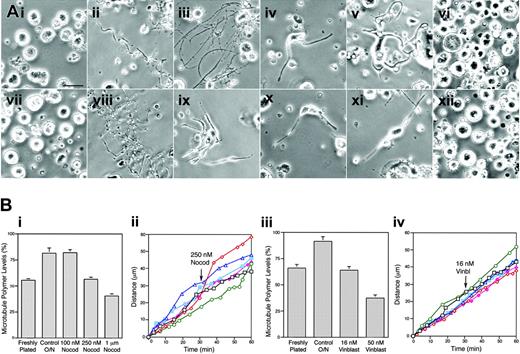 Figure 5. Effect of microtubule assembly inhibitors on proplatelet elaboration. (Ai-x) Phase-contrast micrographs of mouse megakaryocytes grown for 20 hours in the (ii, viii) absence or (iii-vi, ix-xii) presence of microtubule inhibitors. (i-vii) Freshly plated megakaryocytes lack proplatelet extensions. Megakaryocytes cultured in the presence of (iii) 100 nM, (iv-v) 250 nM, and (vi) 1 μm nocodazole, or (ix-xi) 16 nM and (xii) 50 nM vinblastine. In control cultures, the cells become decorated with long proplatelets in 20 hours. Proplatelets were elaborated normally when the cells were cultured in (iii) 100 nM nocodazole and some proplatelets were found on cells cultured in either (iv-v) 250 nM nocodazole or (ix-xi) 16 nM vinblastine, although extensions are shorter and thicker compared with those elaborated in the absence of the inhibitors. Proplatelet formation is completely inhibited by (vi) 1 μm nocodazole or (xii) 50 nM vinblastine. Scale bar, 25 μm. (Bi) Effect of increasing concentrations of nocodazole on tubulin polymer levels in megakaryocytes. The graph compares the percentage of tubulin polymerized into microtubules in freshly plated megakaryocytes lacking proplatelets (∼ 55%) to megakaryocytes plated for 20 hours in the absence (control) or presence of 100 nM, 250 nM, and 1 μm nocodazole. Culturing of megakaryocytes for 20 hours in the absence or presence of 100 nM nocodazole resulted in an increase of total tubulin polymer to approximately 85% (a 25.9% increase from freshly plated cells). Tubulin polymer levels in megakaryocytes cultured in the presence of 250 nM nocodazole remained stable relative to the initial value, showing that 250 nM nocodazole acts as a kinetic stabilizer of microtubules. The tubulin polymer content of cultured megakaryocytes was decreased to approximately 40% by 1 μm nocodazole. (Bii) Proplatelet elongation is unaffected by 250 nM nocodazole. The rate of elongation was studied in 6 proplatelets before and after treatment with 250 nM nocodazole. Nocodazole was added after 30 minutes (arrow). (Biii) Effect of increasing concentrations of vinblastine on tubulin polymer levels in megakaryocytes. The graph compares the percentage of total tubulin polymerized into microtubules in freshly plated megakaryocytes lacking proplatelets (65%) to megakaryocytes plated for 20 hours in the absence (control) or presence of 16 nM and 50 nM vinblastine. Culturing of megakaryocytes for 20 hours increased the total tubulin polymer content of cells to approximately 90%. Megakaryocytes cultured in the presence of 16 nM and 50 nM vinblastine were unable to increase their polymer content or had diminished tubulin polymer contents, respectively. (Biv) Proplatelet elongation is unaffected by 16 nM vinblastine. The rate of elongation was studied in 6 proplatelets before and after treatment with 16 nM vinblastine, added at time 30 minutes (arrow). Error bars indicate standard deviations.