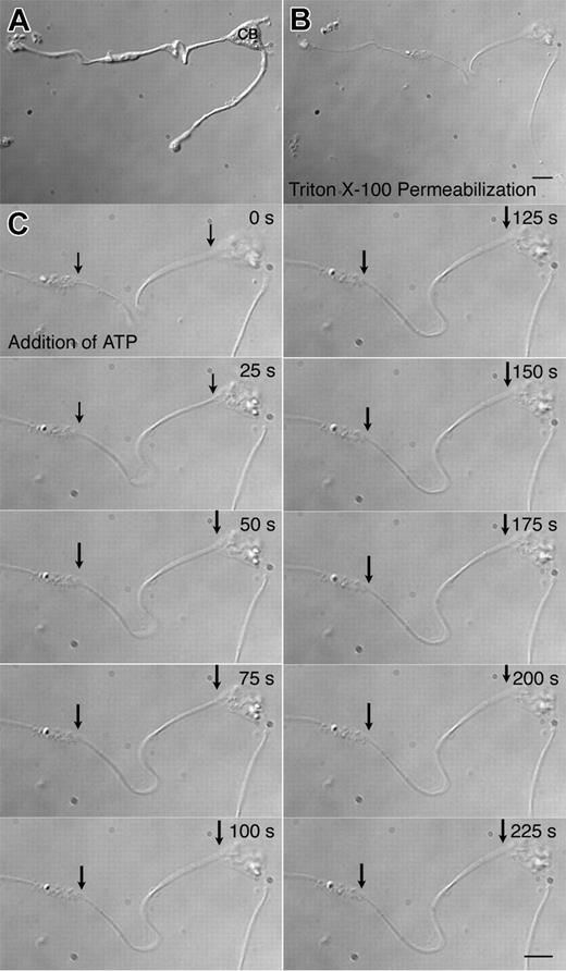 Figure 6. Activation of elongation in a Triton X-100–permeabilized proplatelet by ATP. Changes in proplatelet length after the addition of ATP were monitored by microscopy. (A) A proplatelet viewed with DIC optics just before detergent permeabilization. Two proplatelets can be observed extending from the cell body (CB) of a megakaryocyte. (B) Treatment with 0.5% Triton X-100, followed by washing in a microtubule-stabilizing buffer, preserves the general structure of the proplatelet. (C) Time-lapse sequence after the addition of 1 mM ATP. ATP causes the proplatelet residue to increase its contour length and individual microtubules to splay apart from the bundle. Note the increase in distance between the cell body (right arrow) and the swelling that was attached to the substrate (left arrow). The rate of elongation in this example is approximately 0.7 μm/min. The lengthening of the proplatelet slows after 125 seconds. Scale bar, 5 μm. See Movie S6.