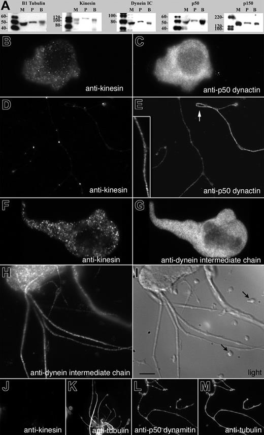 Figure 7. Immunolocalization of cytoplasmic dynein, dynactin, and kinesin in megakaryocytes. (A) Characterization of antibodies by immunoblotting. Whole-cell protein extracts from mouse megakaryocytes (M), mouse platelets (P), and rat brain (B) were displayed by SDS-PAGE, transferred to PVDF, and immunoblotted with antibodies against β1-tubulin, kinesin, dynein intermediate chain, p50 dynactin, and p150Glued. Double immunofluorescence microscopy of megakaryocytes using antibodies to (B,D,F) antikinesin and (C,E) either anti-p50 dynactin or (G) anti–dynein intermediate chain antibodies. Immunofluorescence images of preproplatelet megakaryocytes and proplatelet-containing megakaryocytes. (B,F) Kinesin antibodies stain vesicle-like particles within megakaryocytes and (D) along the shafts of proplatelets. (C) p50 dynactin and dynein intermediate chain antibodies diffusely stain the megakaryocyte cytoplasm. Proplatelets are intensely stained (E, inset) along their length with anti-p50 dynactin and (H) anti–dynein intermediate chain antibodies. (H) Comparative immunofluorescent and (I) DIC images of a proplatelet-containing megakaryocyte and mouse platelets (arrows) stained with anti–dynein intermediate chain antibodies. Proplatelets stain robustly with anti–dynein intermediate chain antibody. In contrast, staining of platelets seeded onto the coverslip is highly reduced. Scale bar, 5 μm. Dynactin remains associated with the Triton X-100–insoluble megakaryocyte cytoskeleton (J-M). Megakaryocytes were extracted with 0.5% Triton X-100 in a microtubule-stabilizing buffer before fixation, as described in “Materials and methods.” The cells were then immunostained using (J) kinesin and (L) p50 dynamitin and (K,M) counterstained with α-tubulin antibodies to visualize proplatelet microtubules. Kinesin immunoreactivity was removed by the detergent treatment, suggesting that kinesin is not associated with the microtubules. In contrast, the p50 dynamitin immunoreactivity is preserved.