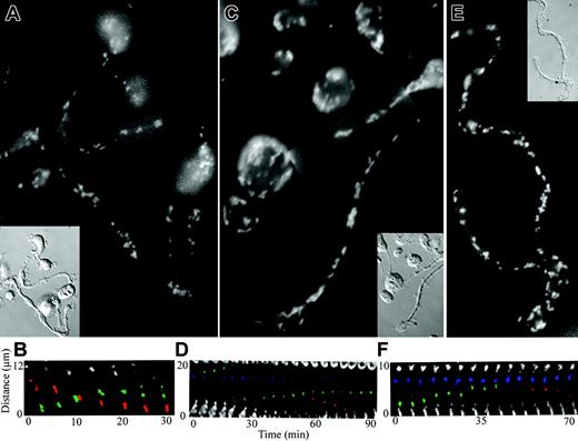 Figure 2. Organelles move bidirectionally in proplatelets. (A-B) Mitochondria move bidirectionally in proplatelets. Mitochondria in megakaryocytes were labeled with MitoTracker, and organelle movements in proplatelets were recorded with fluorescence time-lapse microscopy (Movie S1). Micrographs (A, fluorescence; inset, DIC) show the distribution of mitochondria in a field of proplatelets after labeling with MitoTracker. (B) Kymograph of the boxed region in panel A. Fluorescent images of the labeled mitochondria were taken every 5 minutes. Two mitochondria, highlighted in green, move up in tandem and are observed to separate at 25 minutes. Three mitochondria, highlighted in red, move down during the recording period. The mitochondria pass each other at the 10-minute time point. (C-D) α-granules in proplatelets translocate bidirectionally (Movie S2). The α-granules were labeled by incubating megakaryocytes with Oregon Green 488 fibrinogen conjugate, which is taken up and stored in α-granules. The distribution and dynamics of the labeled α-granules were followed by time-lapse fluorescence microscopy. (C) Micrograph of a proplatelet field labeled with Oregon Green 488 fibrinogen conjugate. (Inset) Imaged differential-interference-contrast micrograph. (D) Kymograph showing time-lapse from the boxed region in panel C. Fluorescent images of the labeled α-granules were taken every 5 minutes. Two α-granules, highlighted in green, come together and move up until one separates (60 minutes) and then moves down (60-75 minutes). An α-granule highlighted in blue remains stationary during the recording period. (E-F) Dense granules move bidirectionally in proplatelets (Movie S3). Megakaryocytes were incubated with mepacrine and washed, and the distribution and dynamics of the dense granules were followed by fluorescence time-lapse microscopy. (E) Fluorescence micrograph of proplatelet field labeled with mepacrine. (Inset) A differential-interference-contrast image of the proplatelet in panel E. (F) Kymograph of the boxed region in panel E. Images of the fluorescently labeled dense granules are every 5 minutes. A group of dense granules, highlighted in blue, remain stationary throughout the recording period. A dense granule, highlighted in green, moves to the left (toward the proplatelet tip) and enters the stationary group. A dense granule, highlighted in red, exits the stationary group and moves to the right toward the base of the proplatelet (55-70 minutes).