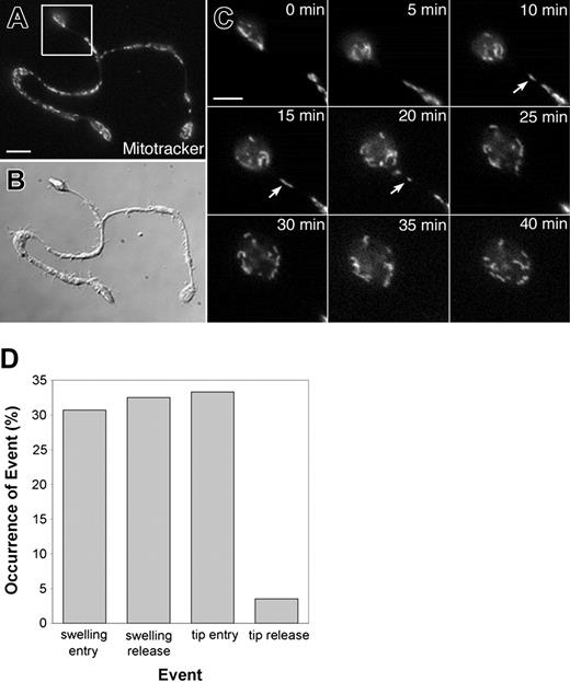 Figure 3. Organelles are captured at the proplatelet tip. (A-C) A representative example of mitochondria capture at the proplatelet ends. The mitochondria were labeled with MitoTracker Green, and movements were recorded using fluorescence time-lapse microscopy (See Movie 4). (A) Fluorescence and (B) differential-interference-contrast micrographs. Scale bar, 5 μm. (C) Images of the proplatelet tip (from boxed region in panel A) taken every 5 minutes are shown (See Movie 4). The arrows mark mitochondria that translocate into the proplatelet tip but do not exit. Scale bar, 3 μm. (D) Bar graph comparing the entry and exit of organelles/granules (an equal percentage of mitochondria, α-granules, and dense granules) into and out of proplatelet tips and swellings of proplatelets.