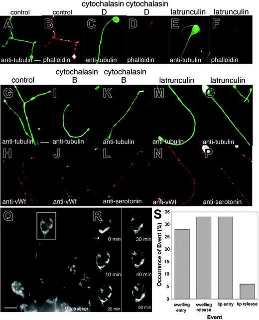 Figure 4. Organelles and granules continue to translocate in the presence of actin toxins. (A-F) Cytochalasin and latrunculin treatment significantly reduce phalloidin staining in proplatelets. Comparison of (A,C,E) antitubulin immunofluorescence in red to corresponding (B,D,F) phalloidin staining in green of control, cytochalasin D-, and latrunculin A-treated cells. Note that the actin-disrupting agents decreased the level of F-actin in proplatelets as visualized by phalloidin staining. (G-P) Mitochondria/granule distribution in megakaryocytes treated with actin toxins. Comparison of (G,I,K,M,O) antitubulin fluorescence (green) versus (H,J,N) anti-von Willebrand factor or (L,P) antiserotonin fluorescence (red) of proplatelets in (G-H) control, (I-L) cytochalasin B-treated, or (M-P) latrunculin A-treated megakaryocytes. Organelles/granules continue to disperse along the length of the proplatelets. Scale bars, 5 μm. (Q-S) Organelles translocate in proplatelets and are trapped at the tips following latrunculin A treatment (Movie S5). (Q) Fluorescence micrograph of a living megakaryocyte labeled with MitoTracker Green after treatment with 2 μM latrunculin A for 2 hours. Scale bar, 5 μm. (R) Images of the proplatelet tip (in the boxed region) taken every 10 minutes are shown. The arrows indicate mitochondria that translocate and enter the proplatelet tip but do not exit at the same frequency. A large amount of mitochondria are observed to cumulate at the bud node of the bulbous tip. (S) Comparison of the percentage of organelles/granules (an equal number of mitochondria, α-granules, and dense granules were followed) that enter and exit proplatelet swelling and tips.