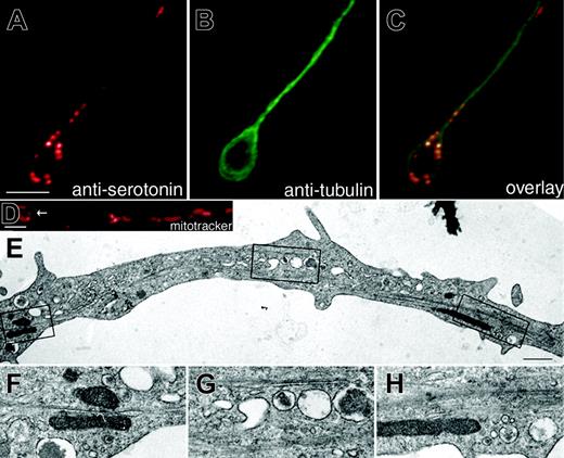 Figure 5. Megakaryocyte organelles associate with microtubules. Double immunofluorescence microscopy of a proplatelet using antibodies against (A) serotonin to stain dense granules and (B) tubulin to highlight microtubules and (C) an overlay. Note the teardrop-shaped pattern of dense granules at the tip of the proplatelet. Scale bar, 5 μm. (D) Proplatelet of a living megakaryocyte stained with the fluorescent probe MitoTracker Red to highlight the distribution of mitochondria. Note the circular pattern of mitochondria at the proplatelet tip (arrow in D). (E) Thin-section electron micrograph showing the ultrastructure of a maturing proplatelet. (F-H) High magnification electron micrographs of the boxed regions in panel E show organelles/granules in close proximity to microtubules. Scale bar, 500 nm.