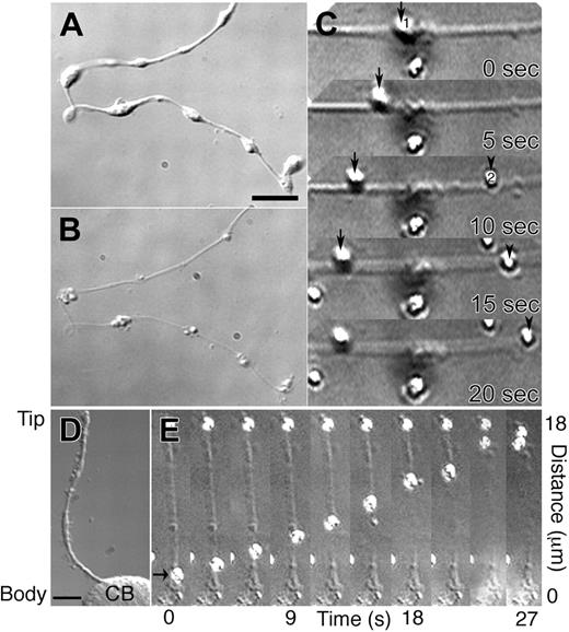 Figure 6. Kinesin-coated beads move in both directions on proplatelet microtubules. (A) Differential-interference-contrast micrographs of a proplatelet before and after permeabilization with Triton X-100 (B) in a microtubule stabilizing buffer containing taxol. Scale bar, 5 μm. (C) Sequence of movement by 2 kinesin-coated latex beads on the permeabilized proplatelet (Movie S6). Kinesin-coated bead 1 (arrow at 0 sec) is attached to the microtubules and moves left with time. Bead 2 attached to the same proplatelet at 10 sec (arrowhead) and moves in the opposite direction, right. (D-E) Kinesin-coated beads that move into proplatelet tips do not exit. (D) Differential-interference-contrast micrograph of a proplatelet-producing megakaryocyte before permeabilization. A single proplatelet extends from the cell body (CB). Scale bar, 10 μm. (E) High magnification video sequence of a kinesin-coated latex bead (arrow) moving tip-ward on the microtubule cytoskeleton of a permeabilized proplatelet (Movie S7). The kinesin-coated bead (arrow at 0 sec) attached to the microtubules of the permeabilized proplatelet and moved continuously toward the end of the outgrowth, where it remained attached on reaching the tip. A second bead located at the proplatelet tip remains stationary throughout the recording period. Elapsed time indicated in seconds.