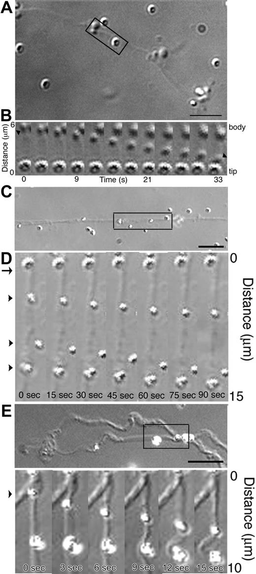 Figure 7. A permeabilized proplatelet system to study organelle transport. (A-B) Megakaryocyte organelles move along permeabilized proplatelet microtubules. (A) DIC micrograph of a permeabilized proplatelet. (B) DIC time-lapse sequence showing megakaryocyte organelle movement along the immotile microtubules of a permeabilized proplatelet from the boxed region in panel A (Movie S8). The sequence demonstrates an organelle attached to the microtubule cytoskeleton of a permeabilized proplatelet (arrowhead at 0 sec) and moves downward in the direction of a stationary particle attached to the immotile microtubules. Frames are every 5 seconds. Scale bar, 5 μm. (C-E) Polystyrene latex beads attached to permeabilized proplatelets move with sliding microtubules. Uncoated latex polystyrene beads were attached to Triton X-100 permeabilized proplatelets. The beads remain stationary until the addition of ATP. Microsphere transport began when the preparation was perfused with 1 mM ATP (0 seconds). Scale bars, 5 μm. All beads marked with arrowheads moved relative to the stationary marker, labeled with an arrow. (C,E) Differential-interference-contrast micrograph of proplatelets following permeabilization with Triton X-100 in a microtubule-stabilizing buffer containing taxol. (D) High magnification video sequence of 3 uncoated latex beads (arrowheads) moving on the microtubule cytoskeleton of a permeabilized proplatelet (Movie S9). Beads moved in tandem, as though they were mechanically linked. (F) High magnification video sequence of 2 beads attached to a sliding microtubule (Movie S10). Both beads move approximately 5 μm, demonstrating tandem movements along the same microtubule.
