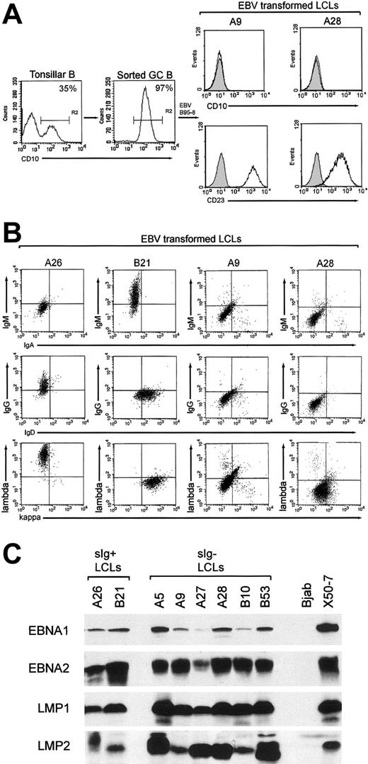 Figure 1. Purification of GC cells and phenotype of GC-derived transformants. (A) Tonsillar B-cell suspensions were stained with PE-Cy5-labeled anti-CD10 mAb, and CD10+ GC cells were positively selected by FACS sorting. Percentages of CD10+ cells in the unsorted and enriched populations are indicated; note that such CD10+ cells lack CD23 expression13 (left panels). The resultant GC-derived LCLs were stained with PE-Cy5-labeled anti-CD10 and FITC-labeled anti-CD23 mAbs; CD10 and CD23 expression (open profiles) are shown relative to isotype control values (shaded profiles) for 2 surface immunoglobulin-negative GC-LCLs, A9 and A28 (right panels); all GC-LCLs examined, irrespective of surface immunoglobulin status, were CD10-CD23+. (B) Immunoglobulin isotype expression in GC-LCLs was analyzed by 2-color flow cytometry after staining with the following combinations of isotype-specific antibodies: RPE-labeled anti-IgM and FITC-labeled anti-IgA, RPE-labeled anti-IgG and FITC-labeled anti-IgD, and RPE-labeled anti-λ and FITC-labeled anti-κ (Dako). The A26 (IgG+, λ+) and B21 (IgM+, IgD+, κ+) GC-LCLs served as positive controls, and A9 and A28 were representative surface immunoglobulin-negative GC-LCLs. Note that A9 and A28 were also negative for surface IgE and for the CD79b component of the surface immunoglobulin complex (data not shown). (C) EBV latent antigen expression in the 6 surface immunoglobulin-negative LCLs (A5, A9, A27, A28, B10, B53) was analyzed by immunoblotting protein extracts of these lines with mAbs to EBNA1, EBNA2, LMP1, and LMP2. Included as controls are 2 surface immunoglobulin-positive GC-LCLs from the same experiment (A26, B21), the EBV-negative B-lymphoma line BJAB and the EBV-transformed cord blood LCL X50-7.