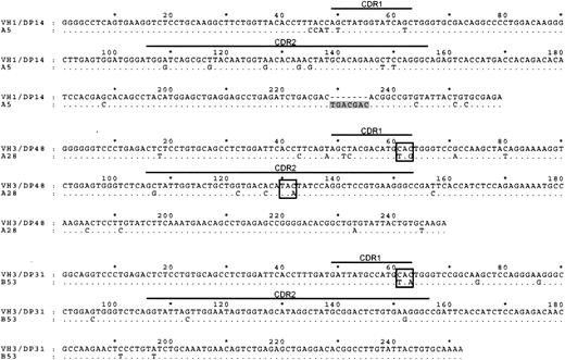 Figure 2. IgH sequence analysis of 3 GC-LCLs lacking surface immunoglobulin expression. IgH sequences (corresponding to codons 9-94) of the surface immunoglobulin-negative GC-LCLs A5, A28, and B53 aligned to the corresponding most homologous germline sequence. The IgH sequence of the A5 cell line contains a 7-nt insertion (shaded) downstream of CDR2; A28 sequence has stop codons (boxed) introduced within CDR1 and CDR2, and B53 sequence has stop codon (boxed) introduced in CDR1.