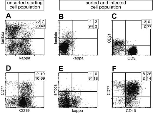 Figure 1. Cell surface expression of λ and κ light chains of primary lymphocytes and preparation of BCR- B cells. (A) Primary lymphocytes were isolated from nasal adenoids and stained for cell surface expression of the immunoglobulin light chains λ and κ. Most cells were either single λ- or κ-positive BCR+ B cells, whereas a smaller fraction was double negative for both immunoglobulin light chains. (B) The lymphocyte preparation was depleted by magnetic sorting with λ- and κ-specific antibodies indirectly coupled to magnetic beads, and the BCR- fraction was again analyzed for cell surface expression of λ and κ light chains. (C) The BCR- population consisted of a smaller CD21+ B-lymphocyte fraction, whereas CD3+ T lymphocytes dominated. CD3-/CD21- cells are probably monocytes, which were not further analyzed. (D) In a second approach primary lymphocytes from adenoids were analyzed for surface expression of CD19 and CD77, revealing the initial fraction of GC B cells. (E) The lymphocyte preparation was depleted with CD3, λ- and κ-specific antibodies, enriched for CD77 surface-positive GC B cells, and again analyzed for light chain cell surface expression. (F) Prior to EBV infection, the cells were characterized for their expression of CD77 and CD19, indicating the germinal center origin of the surface BCR- B-cell preparation. Quadrant statistics based on intact cells in the lymphocyte gate by forward and sideward scatter criteria are depicted in the top right-hand corner of each FACS plot.