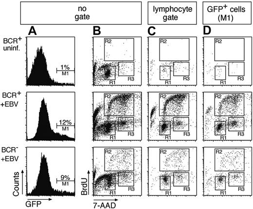 Figure 2. BCR+ as well as BCR- B cells infected with EBV enter the S phase of the cell cycle and proliferate in vitro. (A) An EBV genome, which encodes GFP,17 was used to infect the BCR- and BCR+ cell populations (middle and bottom panels) or BCR+ cells were left uninfected (top row panels). GFP+ cells were found in BCR+ and BCR- cells, indicating that EBV can infect cells in both populations. (B) To analyze the cell cycle distribution of the uninfected and infected BCR- and BCR+ bulk populations, the cells were labeled with the nucleotide analog BrdU 4 days after infection for 2 hours. Dual parameter flow cytometry of the cells with an APC-conjugated α-BrdU antibody and with 7-AAD to reveal the cellular DNA content indicated that the EBV-infected B-cell pool entered S phase and proliferated irrespective of their BCR surface status (middle and bottom panels, gates R2 and R3). Cells in the uninfected population enter neither S phase (top panel, region R2) nor M phase (region R3), as indicated by the lack of BrdU incorporation and predominance of G1/G0 phase (gate R1). (C) Dual parameter flow cytometry of EBV-infected B cells gated for typical forward/sideward scatter lymphocyte morphology. (D) Triple parameter flow cytometry of GFP+/EBV-infected B cells (gate M1 in panel A). BrdU incorporation and 7-AAD staining showed a similar cell cycle distribution in panels B, C, and D. Since only a fraction of EBV-infected primary B cells express GFP at a detectable level, the number of GFP-positive cells in the BCR+ and BCR- populations is markedly lower than in panel C. Also in contrast to panel B, most GFP+ cells in D are not apoptotic, as indicated by a minority of cells with sub-G1 DNA content.