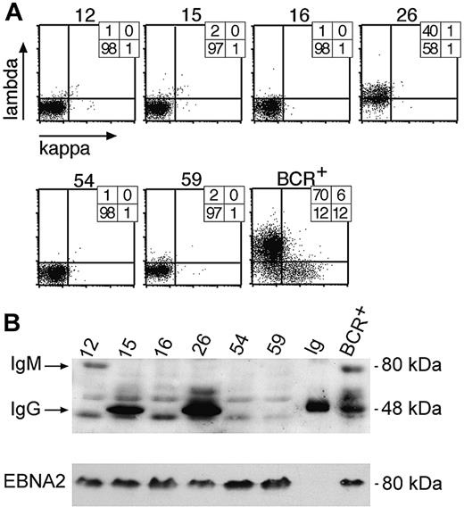 Figure 3. Analysis of clonal LCLs for expression of immunoglobulin chains by FACS and Western blot immunodetection. (A) Single cell clones were obtained from limiting dilution assays and tested for surface BCR expression with light chain–specific antibodies by FACS. Six LCL clones are shown as representative examples, together with a control bulk population obtained from EBV-infected BCR+ B cells (BCR+). The numbers indicate the percentile of cells in the respective quadrants. (B) Single-cell clones no. 16, 54, and 59, which all fail to express λ or κ light chains at their cell surfaces, as shown in panel A, also are negative with regard to intracellular expression of the IgG-HC (50 kDa) as revealed by Western blotting. Clones no. 15 and 26 were immunoglobulin HC positive in Western blotting, but only no. 26 expressed a surface BCR, as shown in panel A. Clone no. 12, which does not express a surface BCR, is shown to be IgG-HC negative but IgM-HC (75 kDa) positive in Western blotting. The lane labeled “Ig” is a positive control with a purified commercial human IgG preparation. Another positive control is a pool of BCR+/EBV-infected LCLs. All LCLs are EBV infected, since they express the latent viral gene product EBNA2, which also served as a loading control.
