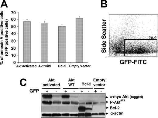 Figure 6. Overexpression of AKT or Bcl-2 was not able to inhibit the effects of the combination in transfected myeloma cell lines. AKT constructs for the activated form, wild-type, Bcl-2, and empty vectors were cotransfected with GFP into MM.1S cells. Cells were then treated with control, bortezomib, lonafarnib, or the combination, and were subsequently stained with APC-annexin V. (A) The fraction of annexin V-positive, GFP-positive cells treated with bortezomib and lonafarnib when transfected with constitutively active AKT, WT AKT, WT Bcl-2, or empty vector. (B) Gating strategy to isolate the fraction of GFP-positive cells that were then analyzed for annexin V staining. (C) Western blot analysis of the AKT and Bcl-2-expressed proteins among either GFP(+) or GFP(-) sorted cells, confirming successful transfection with the different vectors.