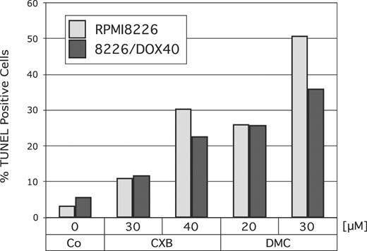 Figure 2. Induction of apoptosis by celecoxib or DMC. RPMI8226 or drug-resistant 8226/Dox40 cells were cultured in the presence of various concentrations of celecoxib or DMC for 48 hours. Apoptosis was determined using a TUNEL kit as described in “Materials and methods.” Shown is the percentage of TUNEL-positive (ie, apoptotic) cells, as calculated from several hundred cells assessed by visual inspection under the microscope.