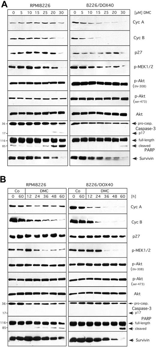 Figure 4. Time and concentration dependence of DMC effects. RPMI8226 and 8226/Dox40 cells were treated with increasing concentrations of DMC for 48 hours (A), or with 30 μM DMC for various time points up to 60 hours (B). Cell lysates were prepared and analyzed by Western blot as detailed in the legend to Figure 3.