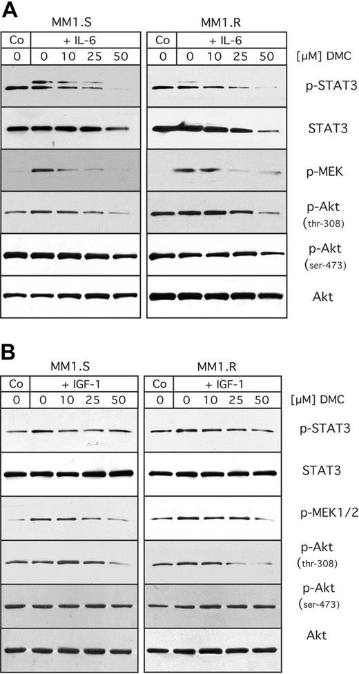 Figure 5. Inhibitory effects of DMC on stimulation by IL-6 or IGF-1. MM1.S and MM1.R cells were cultured under low serum conditions (RPMI with 1% FBS) overnight. The medium was then replaced with RPMI (without FCS) containing increasing concentrations of DMC as indicated. After 1 hour, the cells were stimulated with either 25 ng/mL of IL-6 (A), or 200 ng/mL of IGF-1 (B). Fifteen minutes later, cells were lysed and analyzed by Western blot analysis as detailed in the legend to Figure 4.