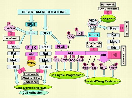 The combined pathways of the anticancer drugs bortezomib, lonafarnib and COX-2 inhibitors in multiple myeloma. NF-κB is constitutively activated in myeloma cells, leading to overproduction of IL-6 by myeloma cells and cells in the microenvironment. Up-regulation of IL-6 leads to activation of Akt and the Ras-MAP kinase cascade. Therefore, bortezomib, which primarily activates the ubiquitinylation and degradation of NF-κB, blocks multiple growth and survival pathways of myeloma cells, including the Jak/Stat, Akt, and Ras-MAP kinases, resulting in growth arrest by preventing the phosphorylation and, thereby, degradation of the p21 and p27 cyclin-dependent kinase inhibitors and inactivation of modulators of p53 activity (eg, mdm2 and 14-3-3). Down-regulation of Akt activity also results with a decrease in the phosphorylation and activation state of antiapoptotic proteins (eg, Bcl-2, Bclx/l) and proapoptotic proteins (eg, bad and caspase-9). In addition, by direct targeting of NF-κB and indirect targeting of the Ras-MAP kinase pathway, bortezomib exerts antiangiogenic and antimetastatic effects by down-regulating VEGF and c-myc and by down-regulating adhesion molecules on myeloma cells. Lonafarnib is a blocker of farnesyl transferase and may be able to synergize with bortezomib by intensifying the suppression of IGF-1, which acts as growth factor in a different pathway that is not directly linked to the IL-6/NF-κB pathway. Like bortezomib, COX-2 inhibitors block the NF-κB, Akt, and the MAP kinase pathways, albeit through a yet-to-be-identified mechanism.