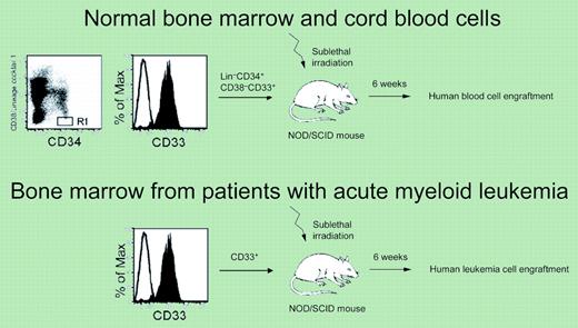 Functional stem cell activity is demonstrated in the CD33+ population of cells from normal bone marrow and cord blood (top) and bone marrow from patients with acute myeloid leukemia (bottom). Figure was adapted from Taussig and Pearce; see the complete figure in the article beginning on page 4086.
