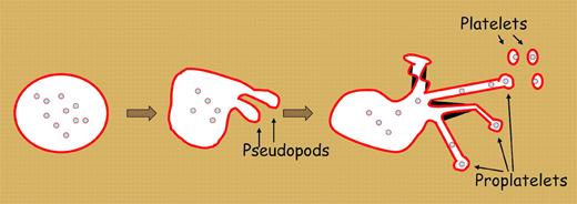 Platelets derive from megakaryocyte proplatelets. Microtubules aggregate at one end of the cell cortex of a megakaryocyte as the cell extends pseudopods. As pseudopods extend further, they becomes thinner and ultimately branch and split into proplatelets. Platelet granules and organelles are transported along microtubules through the proplatelets into the nascent platelets. Ultimately, platelets release off the ends of the proplatelets.