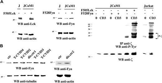 Figure 1. Fyn fails to restore correct CD3ζ phosphorylation in Lck-deficient cells and is normally expressed in T-CVID T cells. (A, left) Immunoblot analysis of Lck and Fyn expression in parental JCaM1 cells and in stable transfectants expressing F505Lck or F528Fyn. (Right) Immunoblot analysis using antiphosphotyrosine antibodies of CD3ζ-specific immunoprecipitates from lysates of Jurkat cells, JCaM1 cells, or stable JCaM1 transfectants expressing F505Lck or F528Fyn. A small amount of tyrosine-phosphorylated CD3ζ in JCaM1 cells expressing Fyn was detectable at longer exposure times (data not shown). 0 indicates nonstimulated; CD3, activated by CD3 cross-linking with OKT3 mAb for 30 seconds at 37°C. The filter was stripped and reprobed with anti-CD3ζ mAb. (B) Anti-Fyn immunoblots of postnuclear supernatants of PBLs from patients with T-CVID (T-CVID1-4), 2 disease control patients (dis.ctr1 and 2), and a representative healthy control (ctr; n = 3). Filters were stripped and reprobed with antitubulin or antiactin mAb. Migration of molecular mass markers is indicated.
