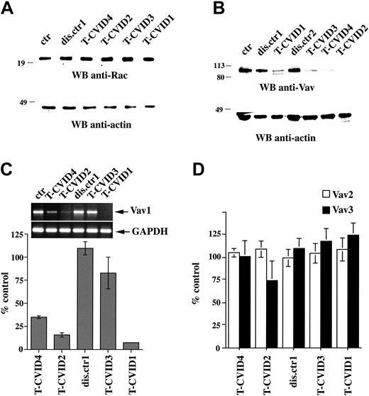 Figure 2. Defective Vav expression in T-CVID T cells. Anti-Rac (A) or anti-Vav (B) immunoblots of postnuclear supernatants of PBL from patients with T-CVID (T-CVID1-4), 1 or 2 disease control patients (dis.ctr1 and 2), and a representative healthy control (ctr; n ≥ 4). Filters were stripped and reprobed with antiactin mAb. Migration of molecular mass markers is indicated. (C-D) Semiquantitative RT-PCR analysis of VAV1 (C) or of VAV2 and VAV3 (D) mRNA levels in T-CVID PBLs. VAV-specific RT-PCR products from patients with T-CVID (T-CVID1-4), 1 disease control patient (dis.ctr1), and a pool of 3 healthy controls (ctr) were resolved by agarose gel electrophoresis, quantitated by laser densitometry, and normalized to the levels of GAPDH mRNA used as internal control. Data are expressed as percentages of the levels of Vav mRNA in PBLs pooled from 3 healthy controls. Raw data of a representative experiment (n ≥ 2) are shown in the inset. Error bars represent SD.