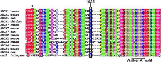 Figure 3. Amino acid sequence. Amino acid sequence alignment of mammalian sequences encoding ABCA1, ABCA2, ABCA3, ABCA4, ABCA7 and C elegans ced7, spanning the region mutated in the SS patient. The mutated residue (ABCA1 R1925Q) is indicated by a rectangle. The Walker A motif of the ATP-binding domain is marked. The asterisk depicts a 2-amino acid deletion found in a patient with HDL deficiency.