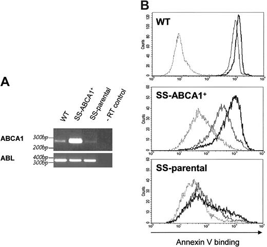 Figure 5. Expression of ABCA1 in SS-parental lymphocytes increased Ca2+-stimulated PS exposure on the cell surface. (A) Verification of the elevated level of ABCA1 mRNA in the transduced and G418-selected cell line by RT-PCR. Agarose gel electrophoresis of the PCR products using primers for ABCA1 or ABL and following templates: cDNAs obtained by reverse transcription of total RNA prepared from control EBV-transformed B cells (WT), from the stable SS-ABCA1+ cell line, or from the parental EBV transformed SS B cells (SS-parental). The last lane shows a negative control using total RNA prepared from the SS-ABCA1+ cells (-RT control) as template for the PCR. (B) Flow cytometry analysis of A23187-induced annexin V*488 binding for control wild-type (WT; top), ABCA1-expressing SS (SS-ABCA1+; middle) or SS-parental cells (bottom). Representative experiments show annexin V–Alexa Fluor 488 binding in the absence of A23187 at t0 (dotted lines), or annexin V–Alexa Fluor 488 binding induced by A23187 for 3 minutes (thin solid lines) or 10 minutes (bold solid lines). Ca2+-dependent PS exposure of SS-ABCA1+ cells was significantly increased compared to the SS-parental cell line.