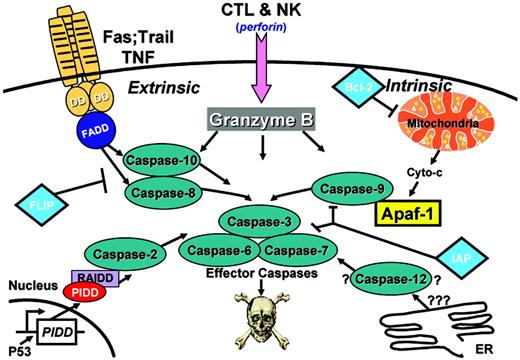 Figure 1. Caspase-activation pathways. Additional pathways also exist, including (1) an apoptosis pathway induced by CTL and NK cells, in which serine protease Granzyme B is introduced into target cells; (2) an endoplasmic reticulum (ER) stress pathway, which involves caspase 12; and (3) a p53-induced pathway mediated by p53-inducible death domain (PIDD), which binds adaptor protein ICH-1/cell death protein-3 (CED-3) homologous protein with a death domain (RAIDD), an activator of caspase 2.