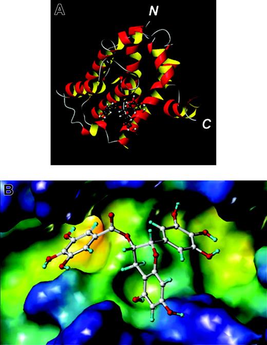 Figure 2. Bcl-XL with a chemical inhibitor obtained via docking studies. (A) Ribbon model of the NMR structure of Bcl-XL with the docked inhibitor epigallocatechin gallate (EGCG; ball-and-stick). (B) The BH3-binding pocket of Bcl-XL is shown and color coded according to cavity depth: blue, shallow; yellow, deep. The docked conformation of the compound EGCG is also shown (ball-and-stick). The figures were generated with MOLMOL (A) and MOLCAD (B) as implemented in Sybyl (Tripos, Saint Louis, MO). N indicates N-terminus; C, C-terminus.
