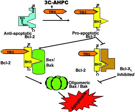 Figure 4. Model for TR3-mediated conversion from protector to killer. Bcl-2 can assume 2 conformational states, including an antiapoptotic conformation in which its BH3 domain is buried and a proapoptotic state in which its BH3 domain is exposed. The proapoptotic form can either activate proapoptotic proteins Bax and Bak or inactivate antiapoptotic proteins such as Bcl-XL.
