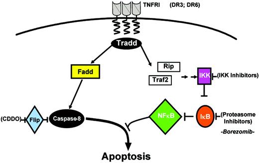 Figure 5. Dual pathway activation by TNF. TNFR1 (as well as DR3 and DR6) recruits tissue necrosis factor–receptor associated death domain (TRADD), which mediates interactions with 2 opposing pathways. TRADD binds FADD, linking to a caspase activation pathway, and binds Rip (74-kDa protein) and tral2, which link to an NF-κB induction pathway. Targets for drug discovery are indicated. See “Extrinsic pathway” for details.