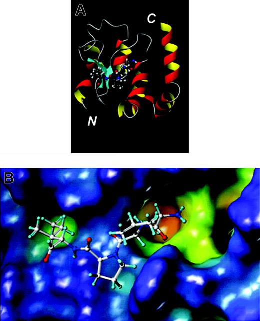 Figure 7. BIR domain and its inhibitory SMAC peptide derived from x-ray crystallography. (A) The x-ray structure of the third BIR domain of XIAP (ribbon drawing) in complex with the tetra-peptide AVPI derived from SMAC (ball-and-stick). (B) The surface of the third BIR domain of XIAP is shown and color coded according to cavity depth: blue, shallow; yellow, deep. The AVPI tetra-peptide is shown in ball-and-stick representation. The figures were generated with MOLMOL (A) and MOLCAD (B) as implemented in Sybyl (Tripos).