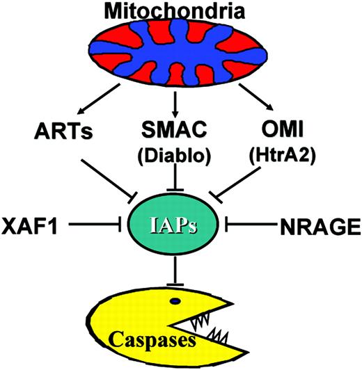 Figure 8. Endogenous antagonists of IAPs. The known mammalian inhibitors of IAPs are indicated. ARTS, SMAC, and OMI normally reside inside mitochondria. Only selected members of the IAP family are targeted by these endogenous antagonists.