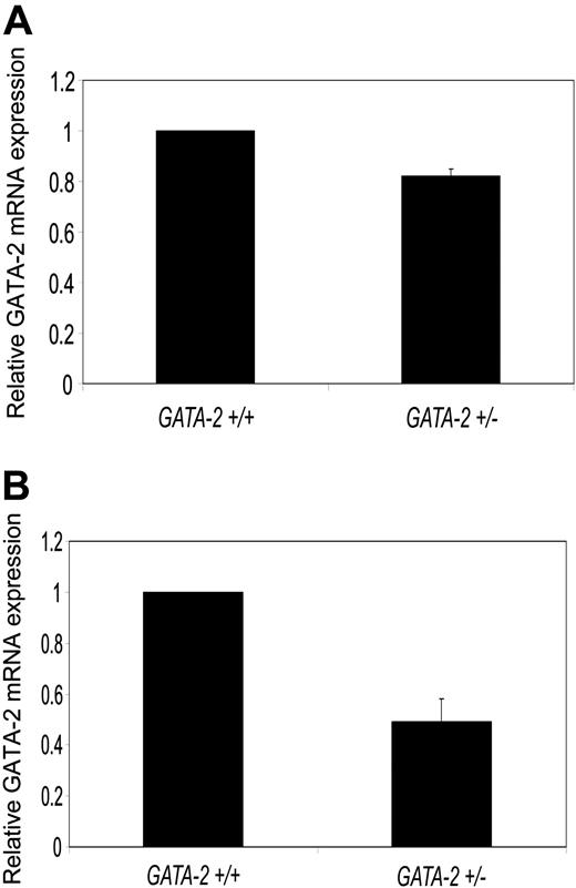 Figure 1. Reduced expression of GATA-2 within GATA-2+/– bone marrow. RNA prepared from the total bone marrow (A) and Lin–c-kit+Sca-1+ cells (B) of each genotype was subjected to reverse transcriptase reaction and real-time PCR for GATA-2 and normalized to GAPDH. For each Lin–c-kit+Sca-1+ experiment, marrow cells from 2 to 3 animals of each genotype were pooled for cell sorting. Triplicates were used for each PCR reaction and the figures represent n = 2 experiments plus or minus SEM.