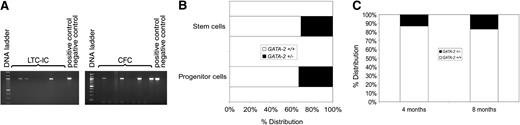 Figure 3. Competitive transplantation reveals diminished hematopoietic repopulating ability of GATA-2+/– bone marrow. Male bone marrow nucleated cells from each genotype were admixed in a 1:1 ratio and injected into the lateral veins of warmed female wild-type recipients that had received 10 Gy whole body irradiation. After 7 weeks, nucleated marrow cells from recipients were analyzed in long-term culture initiating cell (LTC-IC) and CFC assays. Discrete colonies derived from week-6 LTC-IC (stem-cells) and day-10 CFC (progenitor) assays were microisolated, lysed, and analyzed by genotyping PCR for the GATA-2 mutant and GATA-2 wild-type alleles. Nucleated marrow cells from recipients were similarly analyzed by CFC assays at 4 and 8 months after transplantation. There were 10 to 15 LTC-IC or CFC colonies screened per transplant recipient. Representative GATA-2 mutant allele PCR from cell lysates of LTC-ICs and CFCs from one recipient animal is shown (A). The mean percentage distribution of stem-cells (LTC-ICs) and progenitor cells (CFCs) from each genotype at 7 weeks after transplantation (LTC-ICs: P < .05, SEM = ± 9.3% for each genotype, n = 6 recipients; CFCs: P < .05, SEM = ± 10.5% for each genotype, n = 6 recipients) (B) and of progenitor cells at 4 and 8 months after transplantation (4 months: P < .05, SEM = ± 4.9% for each genotype, n = 6 recipients; 8 months: P < .05, SEM = ± 5.6% for each genotype n = 6 recipients) (C) are shown, with □ representing wild-type and ▪ the GATA-2+/– genotypes, respectively. Statistical analysis was performed using the Student t test.