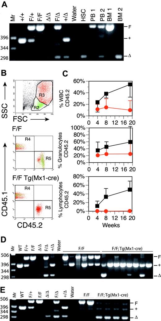 Figure 2. Stem cells from pIpC-treated Runx1F/F—Tg(Mx1-Cre) mice are reduced in competitive repopulation ability. (A) Ethidium bromide (EtBr)–stained 3% agarose gel of 3-primer PCR of Runx1 loci from sorted HSCs derived from fresh BM 17 weeks after pIpC (Table 1) and unfractionated BM and PB. 1 = Runx1F/F; 2 = RunxF/F—Tg(Mx1-Cre). Mr = 1-kb ladder, sizes indicated (bp). Control samples include tail DNA from Runx1+/+, Runx1F/+, and Runx1F/F mice and from Runx1Δ/Δ, Runx1F/Δ, and Runx1+/Δ embryos. Runx1Δ alleles were generated by mating Runx1F/F mice to Tg(EIIa-Cre) mice and intercrossing Runx1F/Δ mice. (B) Composite showing gating strategy and CD45.1/CD45.2 staining of PB from representative mice that underwent transplantation with Runx1F/F or Runx1F/F—Tg(Mx1-Cre) and competitor marrow 8 weeks after transplantation. Green indicates lymphocytic (R2), and red indicates granulocytic (R3) fractions based on scatter gating (SSC, side scatter; FSC, forward scatter). Gate assignments were confirmed by back-gating of control stainings with Gr1+–, Mac1+–, CD3+–, T-cell receptor β (TCRβ+)–, CD19+–, or B220+–stained PB (not shown). The percentage contribution to the granulocytic and lymphocytic lineages of PB from each marrow isotype (CD45.1/CD45.2) was determined. (C) Plotted is the mean (±SD) percentage contribution of donor-derived CD45.2+ cells in PB from mice that underwent transplantation with Runx1F/F—Tg(Mx1-Cre) (red symbols; n = 6) or Runx1F/F (black symbols; n = 6) and competitor bone marrow to total WBCs, granulocytes, and lymphocytes of recipient mice at 4, 8, and 19 weeks after transplantation. Two of 8 mice receiving Runx1F/F—Tg(Mx1-Cre) marrow that failed to show contribution of CD45.2+ marrow to PB of recipient mice at any time point are excluded. (D) Nineteen weeks after transplantation, EtBr-stained 3% agarose gel of 3-primer PCR of Runx1 loci of BM from mice that underwent competitive transplantation. (E) EtBr-stained 3% agarose gel of 3-primer PCR of Runx1 loci from BM of mice that underwent transplantation without competitor marrow.