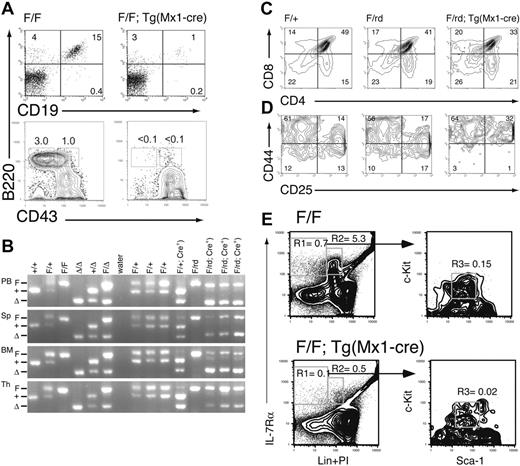Figure 3. Lymphoid development is inhibited in Runx1-excised mice. (A) Representative B220/CD19 and B220/CD43 staining of BM from Runx1F/F and Runx1F/F—Tg(Mx1-Cre) mice. CD43 staining is shown for cells gated as IgM–NKK1.1–Lin–. Numbers indicate percentage of cells gated in each respective quadrant. (B) EtBr-stained 3% agarose gels with 3-primer PCR products of Runx1 loci in PB, spleen (Sp), BM, and thymocytes (Th) of mice 154 days after pIpC. Genotypes are as indicated. Control samples are as in Figure 2. The primers do not amplify a product from the Runx1rd allele. (C) Shown are CD4 and CD8 staining from representative animals of genotypes, Runx1 F/+, Runx1F/rd, and Runx1F/rd—Tg(Mx1-Cre). Numbers indicate percentage of cells gated in each respective quadrant. (D) Shown are CD25 and CD44 staining of CD45.2+CD4–CD8– gated thymocytes from representative animals, as in panel C. (E) Composite of high-speed flow cytometric analysis of BM from representative Runx1F/F and Runx1F/F—Tg(Mx1-Cre) mice. Numbers indicate percentages of total BM for indicated populations. Gated populations indicated include IL-7Rα+Lin– (R1), IL-7Rα+Lin+ (R2) (which includes immature B cells), and CLP (R3), as indicated in Table 1. PI indicates propidium iodide.