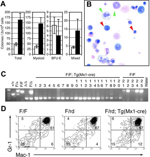 Figure 5. Mature and progenitor myeloid cell populations are expanded in pIpC-treated Runx1-excised mice. (A) Plotted are the mean ± SD of total (P < .05), myeloid (P < .05), BFU-E (P = .5), and mixed-lineage colonies (P = <.05) per 2 × 104 BM cells plated in vitro from pIpC-treated Runx1F/F (□) and Runx1F/F—Tg(Mx1-Cre) (▪) mice. Results are the average of 3 experiments performed in duplicate. (B) Representative cytospin from mixed-lineage colony derived from Runx1F/F—Tg(Mx1-Cre) BM (Wright-Giemsa staining; original magnification, × 600). Red arrowheads indicate representative erythroid elements. Green arrowheads denote myeloid and monocytic forms. (C) Representative EtBr-stained 3% agarose gel of Runx1 PCR products from single GM or mixed-lineage colonies derived from Runx1F/F—Tg(Mx1-Cre) (lanes 1-20) and Runx1F/F (lanes 21-25) mice. Of 70 Runx1F/F—Tg(Mx1-Cre) colonies evaluated, 9 (12.8%) failed to show any amplification, 5 of 61 (8.2%) indicated partial excision, and 56 of 61 (91.8%) were completely excised. Tail and embryo genomic DNA controls are as indicated. (D) Gr1 and Mac1 staining of BM from representative CXB6F1 mice 154 days after pIpC induction. Numbers indicate percentages of cells gated in each respective quadrant.