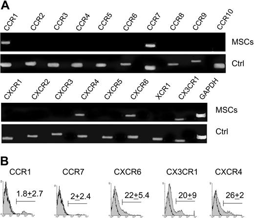 Figure 1. BM-MSCs express chemokine receptors. (A) RT-PCR expression of chemokine receptor mRNA in BM-MSCs. Human activated peripheral blood mononuclear cells (PBMCs) or splenocytes were used as positive controls (Ctrl). (B) Surface expression of CCR1, CCR7, CXCR6, CX3CR1, and CXCR4 on BM-MSCs detected by flow cytometry. A representative experiment of 5 is shown. The mean ± SD percentage of positive cells is indicated (n = 5). Open curves refer to control antibody signal; shaded curves refer to specific antibody signal.